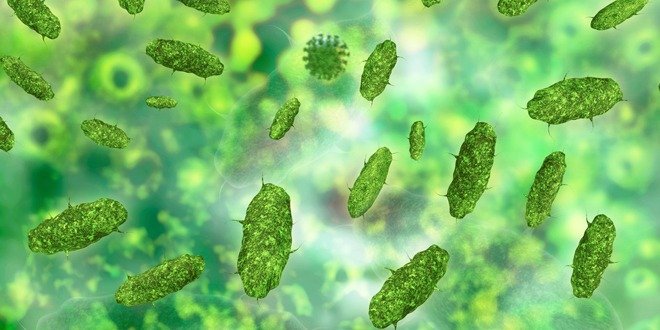 Gut bacteria effects on obesity and diabetes