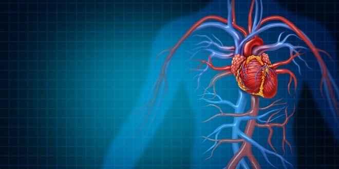 cardiovascular health