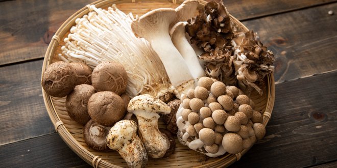 The mighty mushroom
