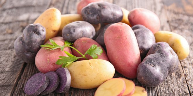 raw multicolored potato raw multicolored potato