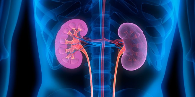 kidney health