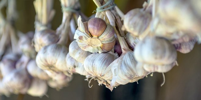 Crop of garlic close-up garlic