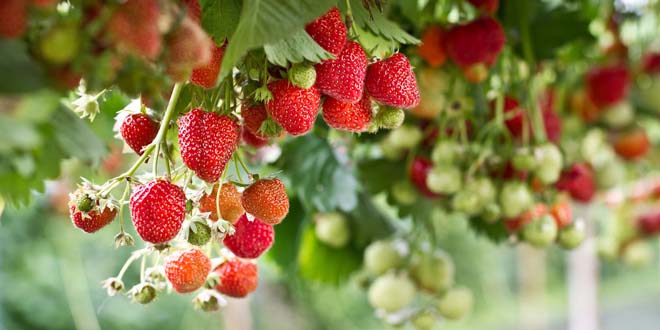 Strawberry in the farm stawberries