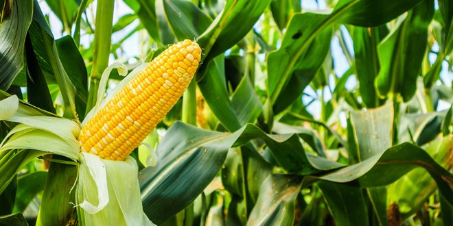 Corn cob with green leaves growth in agriculture field outdoor corn in the field
