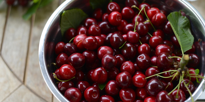 Metal bowl of juicy red sweet cherries. Summer harvest