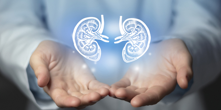 Nephrologist doctor, kidney specialist. Aesthetic handdrawn highlighted illustration of human kidney. Neutral grey background, studio photo and collage.