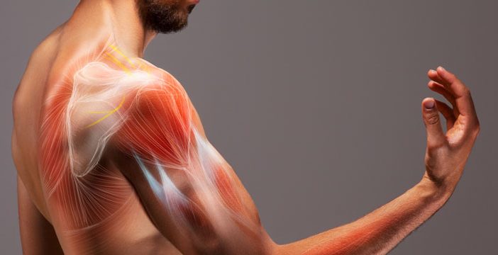 diabetes and muscles